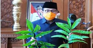 Fachrori Instruksikan Dishut Teliti Khasiat Daun Sungkai Obati Covid-19