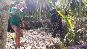 Jalin Keakraban, Dansatgas TMMD Bantu Warga Panen Kelapa