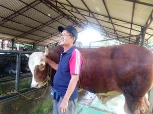 Jumlah Pembeli Menurun, Presiden Siap Kurbankan Sapi 800 Kg Untuk Jambi