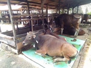 Launching Lebel Sehat Untuk Hewan Kurban, Wawako: Agar Daging Aman Untuk Dikonsumsi