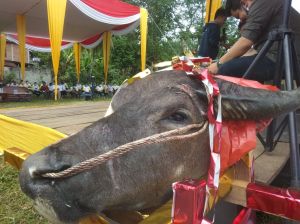 Warga Lubuk Landai Serahkan Kepala Kerbau Bentuk Komitmen Dukung Cek Endra-Ratu