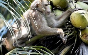 Ribuan Hektar Kebun Kelapa Warga Tungkal Dihajar Ratusan Monyet