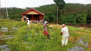 Kemitraan Petani di Tebo dengan Perusahaan Hutan Taman Industri Berbuah Manis