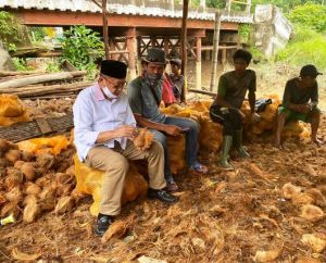 Sedang Asyik Kupas Kelapa, Warga Mendahara Ilir Ini 