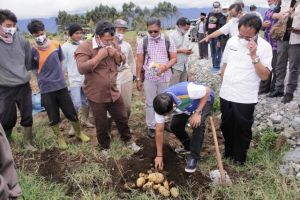 Lihat Perkebunan Kentang, Syafril: Akan Dibantu Pola Pemasarannya