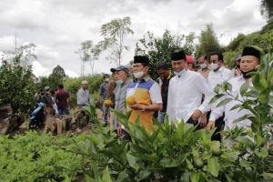 Syafril Ingin Jeruk Gerga Kerinci Jadi Komoditi Terbaik Hingga Dunia