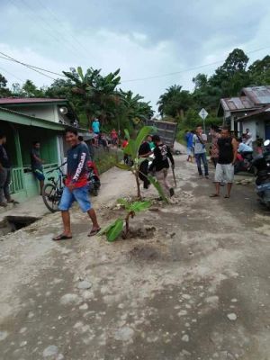 Kecewa Jalan Dirusak PT APM, Warga Batang Masumai Tanam Pisang Di Tengah Jalan