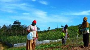 Lima Kelompok Tani Tebo Siap-siap Terima Perhutanan Sosial