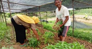 Perhutanan Sosial, Jalan Tengah Atasi Konflik Lahan