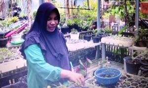 Tanaman Hias jadi Andalan Warga Semau Hasilkan pundi-pundi Rupiah saat Pandemi