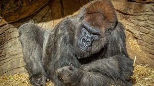 Batuk-batuk, Gorila di San Diego Terkonfirmasi Positif Covid-19