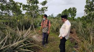 Serahkan Bantuan Pupuk Nanas di Tangkit Muaro Jambi, IW: Potensi Jadi Agrowisata