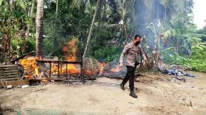 Polsek Kota Baru Jambi Bakar Tempat Judi Sabung Ayam