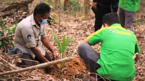 Agroforestri di Perhutanan Sosial