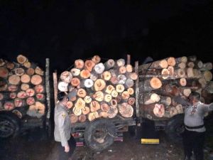 Puluhan Kubik Kayu Ilegal Diamankan Polda Jambi, 3 Orang Pemodal Ditangkap
