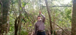 Kapenrem Coba Air dari Akar saat Masuk Hutan di Sungai Terap: Ini Air Bersih