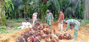 Satgas Belajar Panen Sawit ke Petani Desa Mekar Jaya