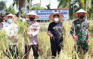 Panen Padi Raya Kampung Tangguh Siginjai, Bupati: Kita Ciptakan Ketahanan Pangan