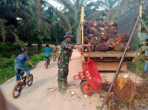Di Sela Waktu Senggang, Satgas Bantu Warga Panen Sawit