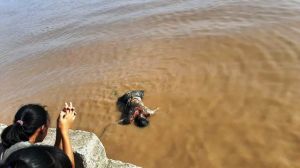 Sungai Pengabuan Makan Korban Lagi, Pria Misterius Ditemukan Mengapung