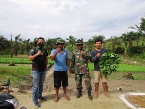 Mayor Inf Beni Bantu Warga Desa Talangbelido Panen Sayur Sawi