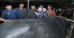 Sebelum Adat Mamantai Kerbau, Suami di Rantau Panjang Uji Nyali: Aso Dado Balaki Tahun Ko