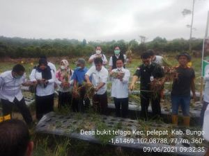 Panen Bawang Merah di Bungo Lewat Program PDRP, Petani: Hari Ini Terjawab Keraguan dan Berhasil