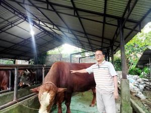 Jelang Idul Adha, Harga Sapi Mulai Dari 16 Juta