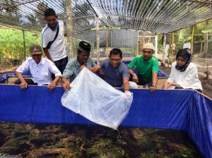 Bibit Ikan Perhutanan Sosial di Sungai Beras