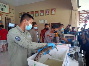 Pelihara Hewan Dilindungi, Pria Di Kenali Asam Bawah Ditangkap Polisi 