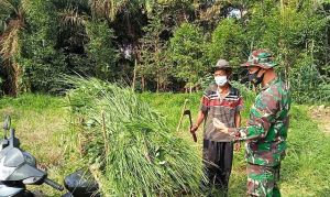 Bantu Satgas Kodim Sarko di TMMD, Siang harinya Giliran Satgas Bantu Mbah Jaiman Cari Rumput