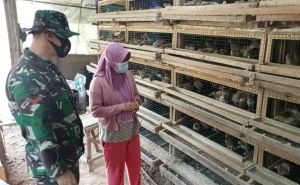 Satgas TMMD Sambangi Peternak Puyuh  Jalankan Fungsi Komsos 