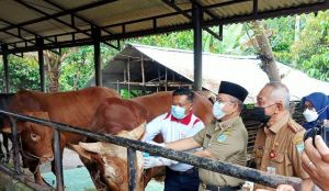 Dari  4.105 Hewan Kurban Di Kota Jambi, 1.700 Telah Lewati Pemeriksaan