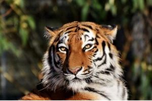 Warga Guguk Merangin Disebut Tewas Diterkam Harimau