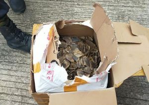 KLHK Amankan 8,2 Kg Sisik Trenggiling Yang Akan Diperjual Belikan