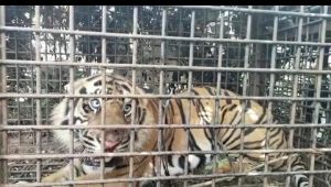 Akhirnya Harimau yang Resahkan Warga Nalo Masuk Perangkap
