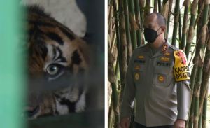 Lihat Kondisi Harimau Sumatra Tangkapan BKSDA, Kapolda Jambi : Rumahnya Habis Dijarah