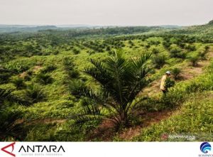 Kementerian Pertanian Siap Percepat Realisasi Peremajaan Sawit Rakyat