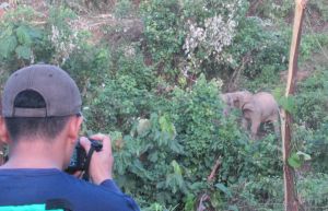 Populasi Gajah Sumatera di Kawasan Hutan PT.RLU Jambi Terpantau Sehat