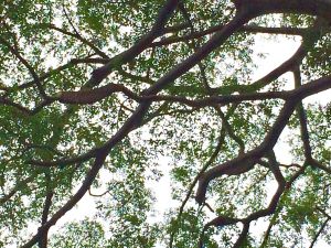 Manisnya Madu Sialang yang Jaga Hutan Sepintun