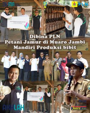 Dibina PLN, Petani Jamur di Muaro Jambi Mandiri Produksi Bibit Sendiri