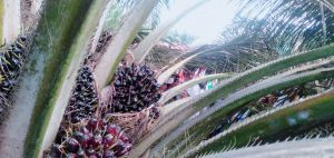 PT. Bukit Kausar Merger ke PTPN VI Jambi, Genjot Produktivitas 25 Ton/Ha
