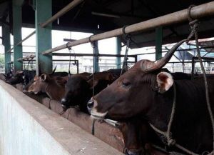 600 Ekor Sapi di Jambi Terjangkit PMK, 250 Sembuh dan 13 Mati