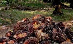 Turun, Berikut Harga TBS Sawit di Jambi Periode 1-7 Juli 2022