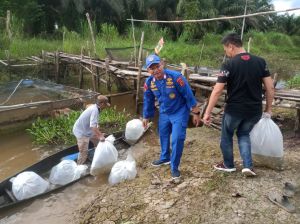 Asik, Dua Kelompok Pembudidaya Ikan Dapat Ribuan Benih Bantuan dari Ditpolair Polda Jambi 