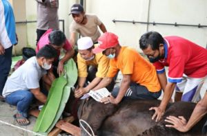 Polda Jambi Potong 20 Hewan Kurban di Idul Adha 1443 H