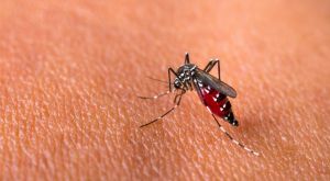 Waspada, Ratusan Warga di Jambi Terserang DBD, 5 Orang Meninggal Dunia 