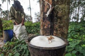 Petani Karet di Jambi Turun Drastis, Banyak Ingin Pindah ke Sawit