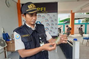 BKIPM Jambi catat ekspor udang belalang Rp216,49 miliar