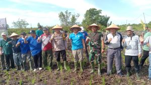 Bupati Tanjab Barat Ikut Tanam Padi Perdana